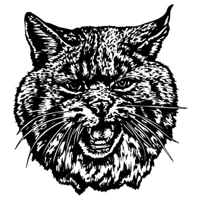 Bobcat